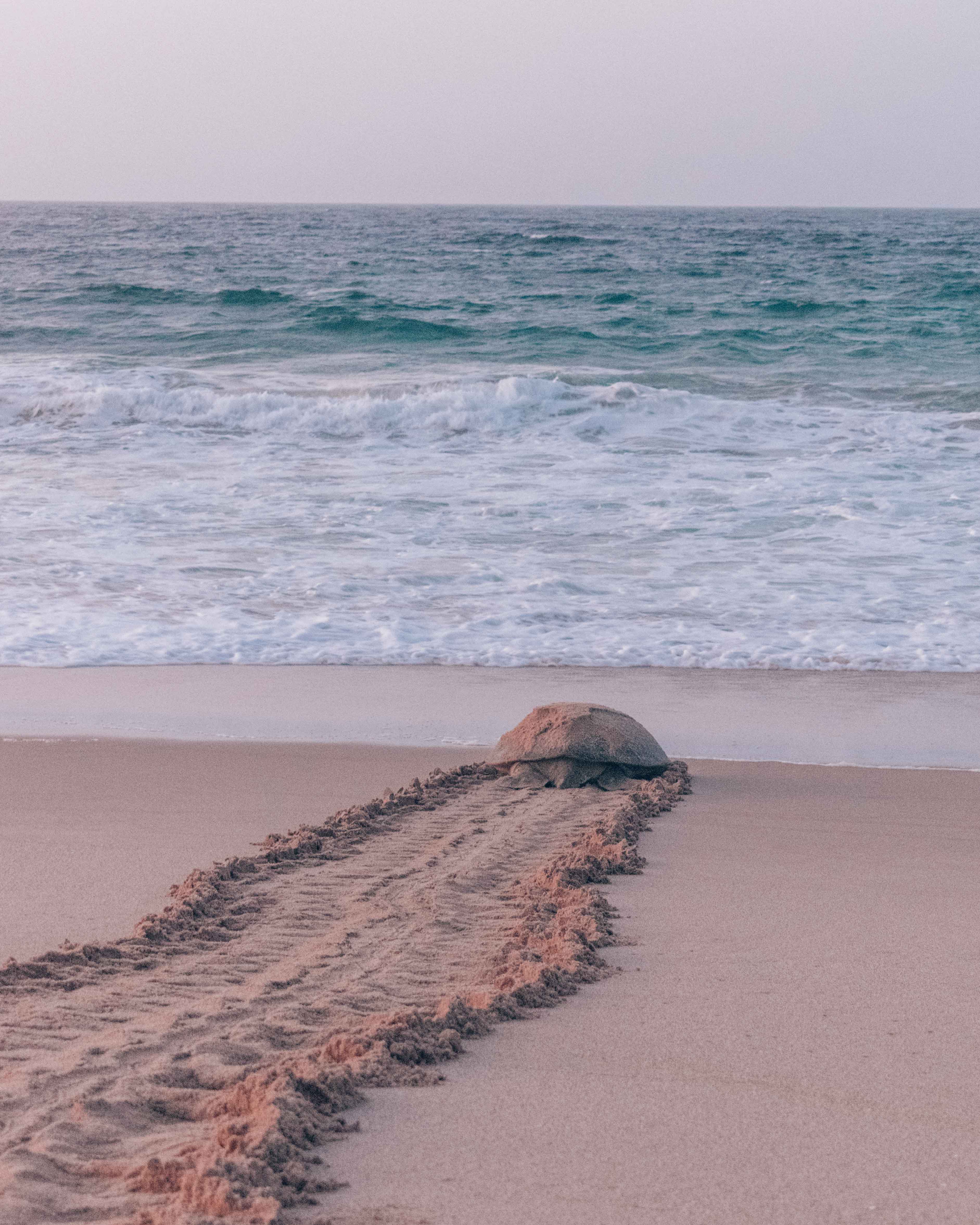 Green Turtle crawling to the sea at Ras al Jinz