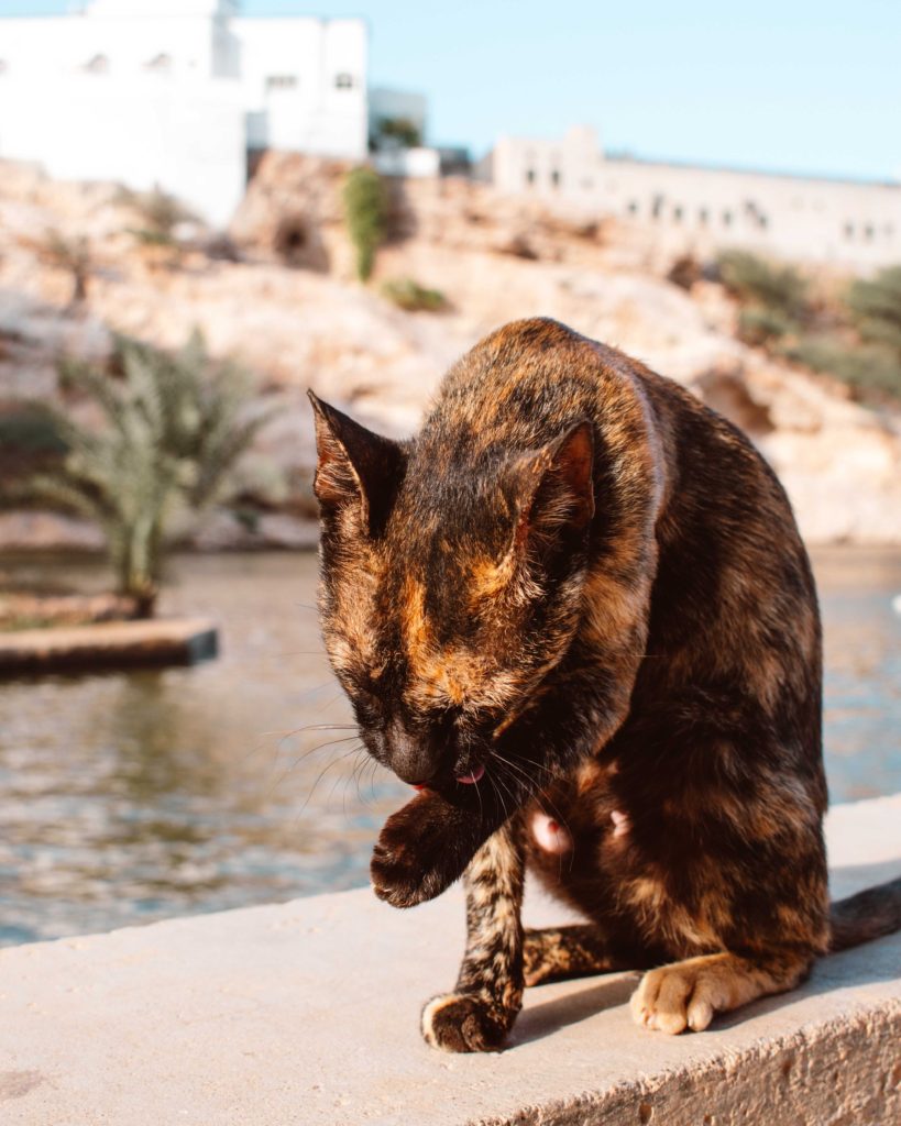 Tortoiseshell cat cleaning itself by Wadi Shab