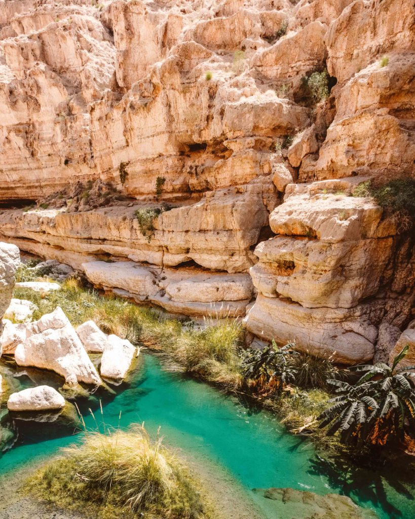 Green water pool and grasses in the bottom of a gorge in Wadi Shab